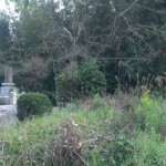 草をかき分け、墓地の現地確認へ【粕屋郡宇美町の地域墓地】